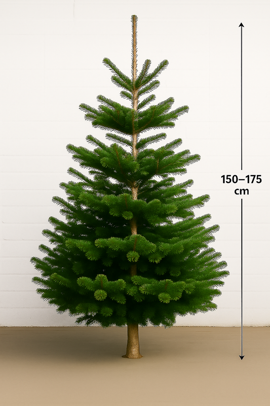 Kerstboom Nordmann Spar 150 - 175cm
