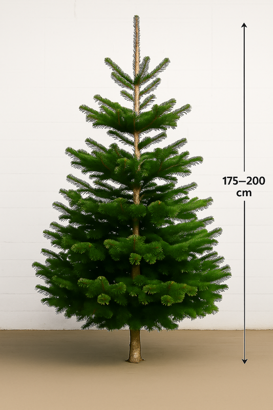 Kerstboom Nordmann Spar 175 - 200cm