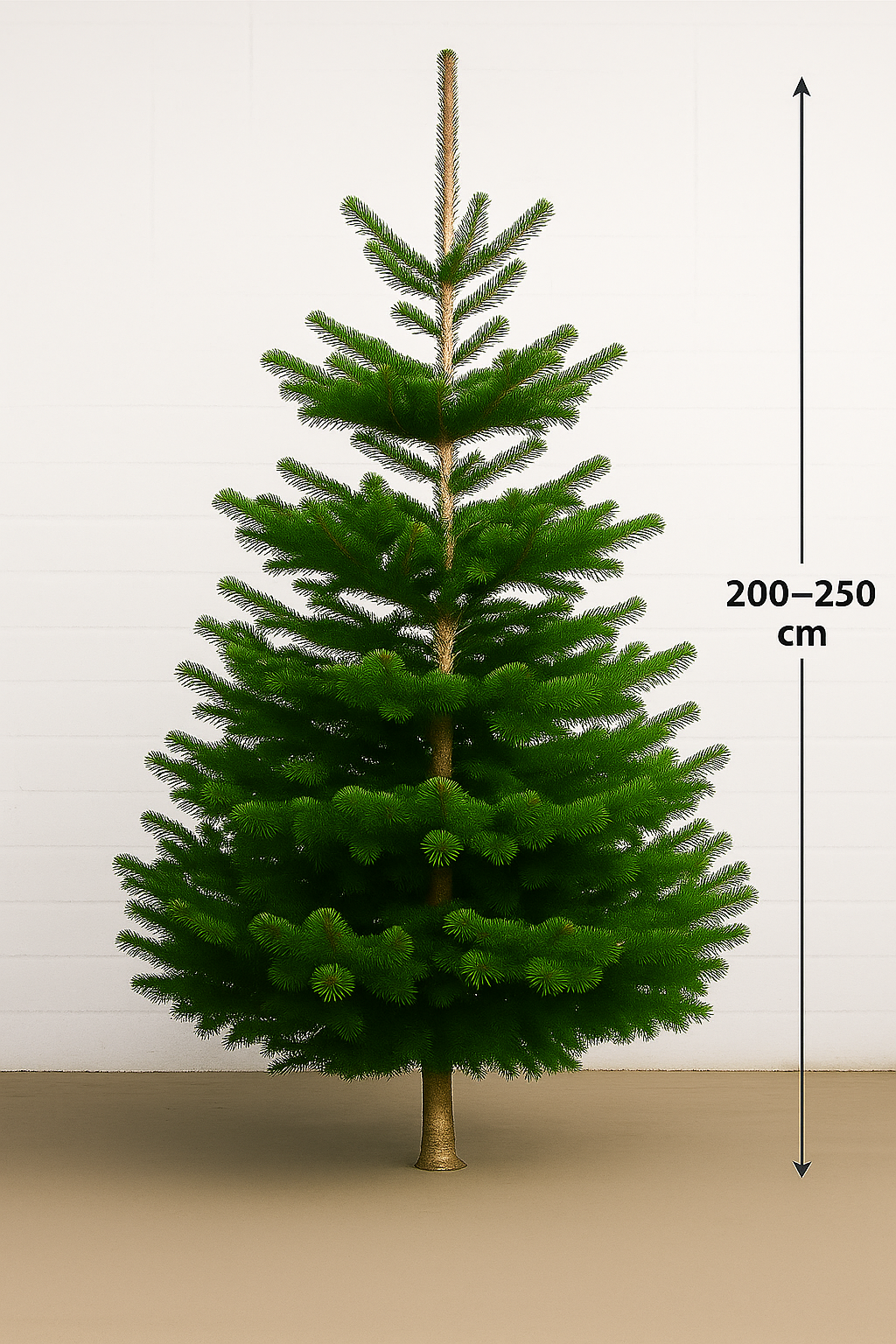 Kerstboom Nordmann Spar 200 - 250cm