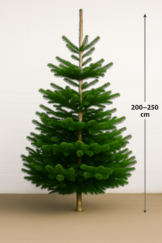 Kerstboom Nordmann Spar 200 - 250cm