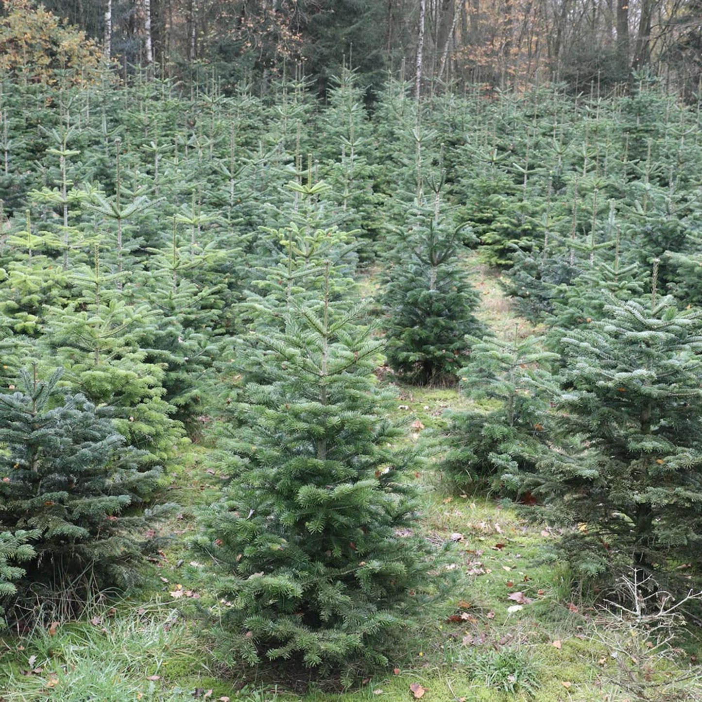 Kerstboom Nordmann Spar 200 - 250cm