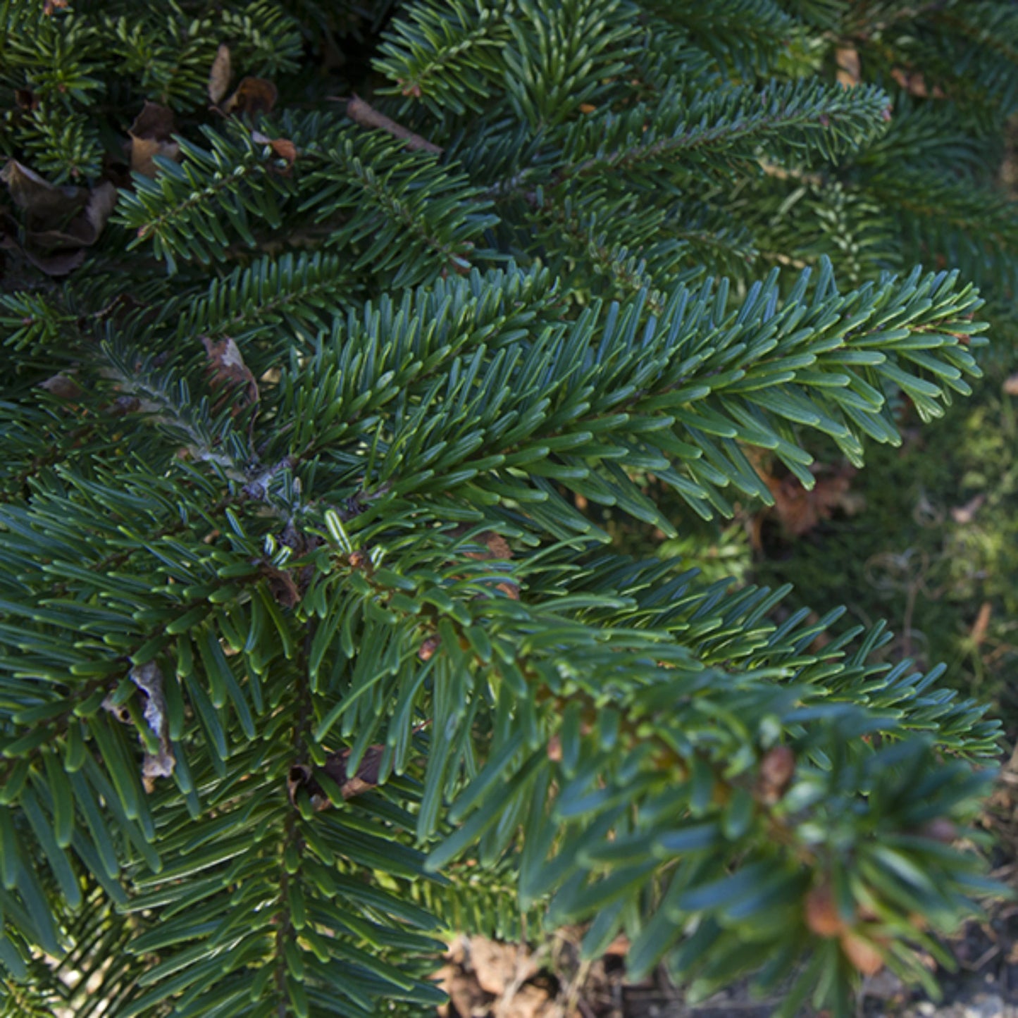 Kerstboom Nordmann Spar 200 - 250cm