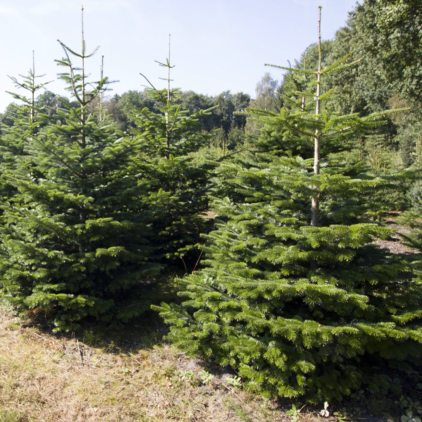 Kerstboom Nordmann Spar 200 - 250cm