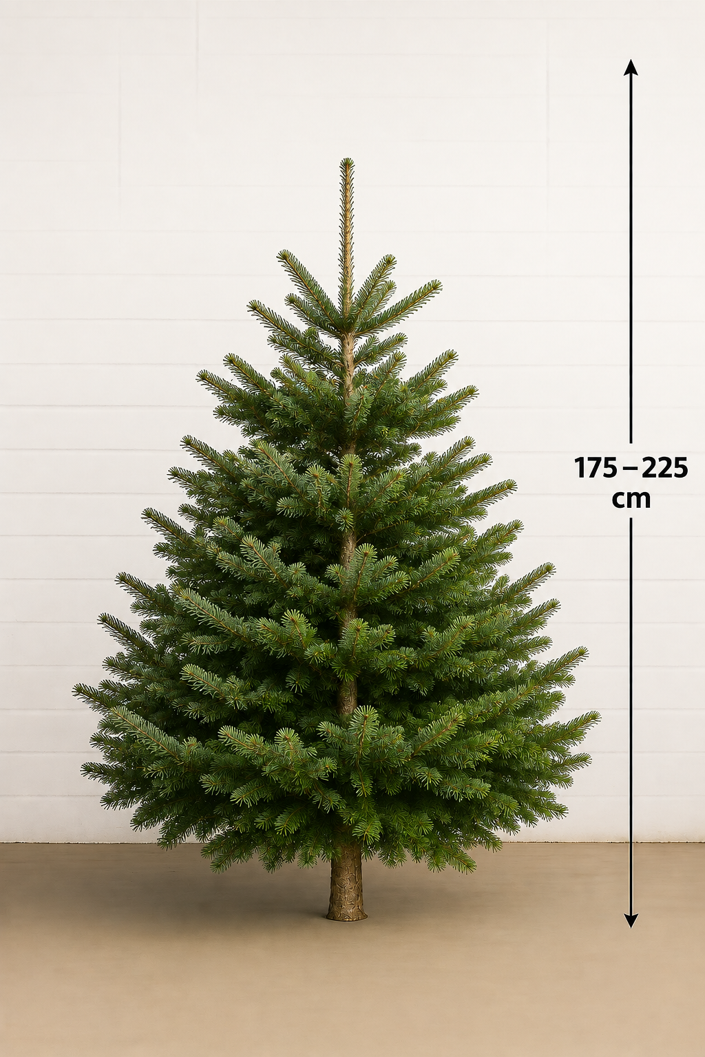 Kerstboom Nordmann Spar 175 - 225cm