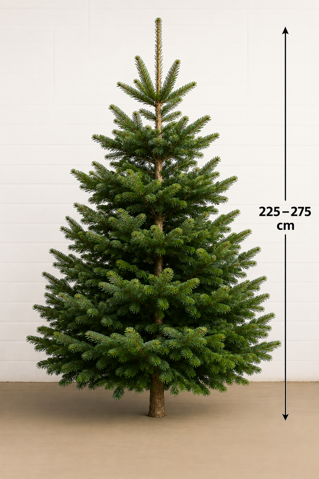 Kerstboom Nordmann Spar 225 - 275cm